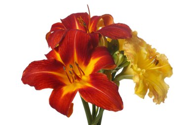 Beyaz arka planda izole kırmızı ve sarı günzambak çiçek çiçek bir buket.