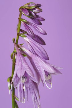 Aynı renge karşı Lila çiçeklenme Hosta.