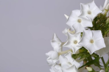 Gri arka planda beyaz Phlox Floral duvar kağıdı, makro.