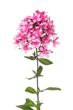 Beyaz arka planda izole güzel pembe Phlox.