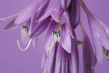 Mor arka planda izole Hosta Lila çiçekler.