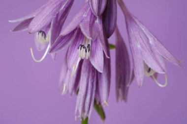 Mor arka planda izole Hosta Lila çiçekler.