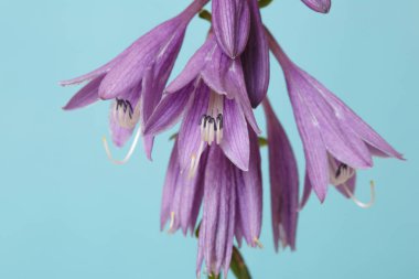 Mavi arka planda izole Hosta Lila çiçekler.