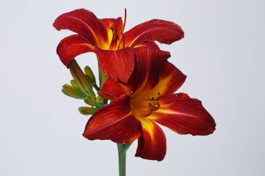 Daylily çiçek koyu kırmızı gri arka planda izole.