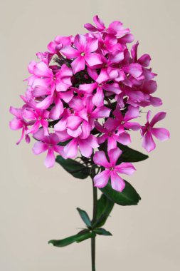 Bej arka planda izole çiçeklenme pembe Phlox.