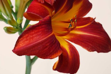 Daylily bej arka planda koyu kırmızı izole çiçekler.