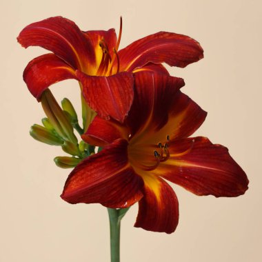 Daylily bej arka planda koyu kırmızı izole çiçekler.