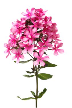 Beyaz arka planda izole güzel pembe Phlox.