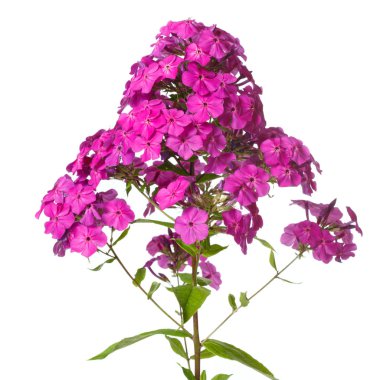 Beyaz arka planda izole güzel menekşe Phlox.