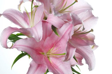 Beyaz arka planda izole narin pembe zambak çiçekleri ile şube.