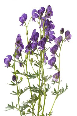 Beyaz arka planda yalıtılmış Aconite.