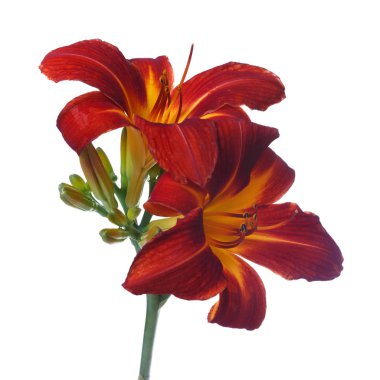 Daylily beyaz arka planda koyu kırmızı izole çiçekler.