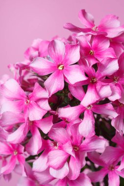 Pembe bir arka planda izole Phlox lüks çiçeklenme, makro.