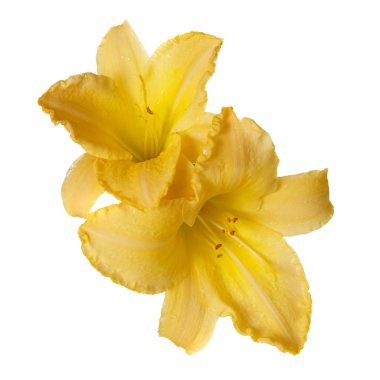 İzole üzerinde beyaz zemin üzerine sarı daylily çiçek.