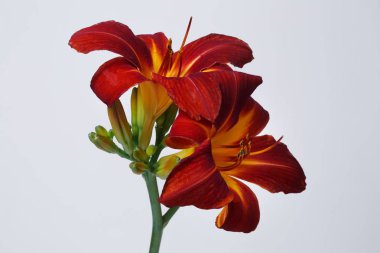 Daylily çiçek koyu kırmızı gri arka planda izole.