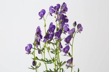 Gri arka planda yalıtılmış Aconite.
