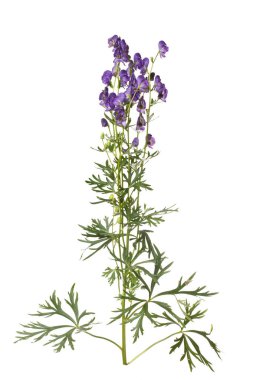 Beyaz arka planda yalıtılmış Aconite.