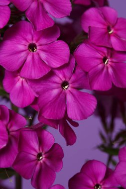 Mor arka planda pembe Phlox çiçek duvar kağıdı, makro.