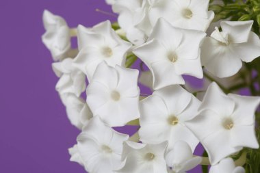 Mor arka planda beyaz Phlox Floral duvar kağıdı, makro.