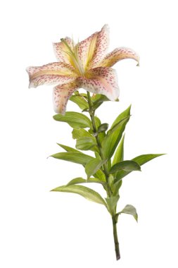 Beyaz arka planda izole pembe lekeler alışılmadık zambak çiçek.