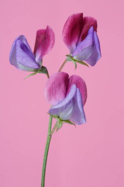 Mor Lila çiçekler tatlı bezelye pembe bir arka planda izole.