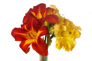 Beyaz arka planda izole kırmızı ve sarı günzambak çiçek çiçek bir buket.