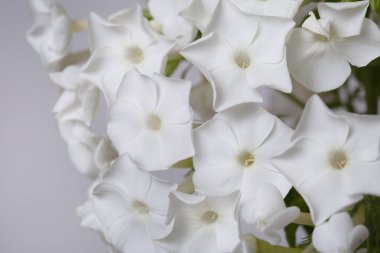 Gri arka planda beyaz Phlox Floral duvar kağıdı, makro.