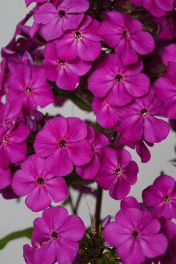 Gri arka planda pembe Phlox çiçek duvar kağıdı, yakın çekim.