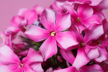 Pembe bir arka planda izole Phlox lüks çiçeklenme, makro.