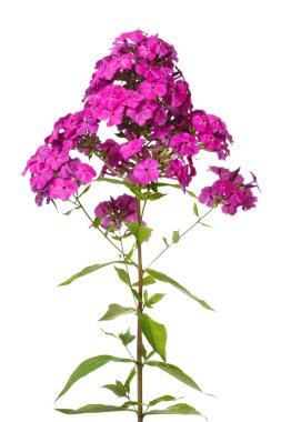Beyaz arka planda izole güzel menekşe Phlox.