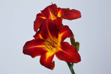 Daylily çiçek koyu kırmızı gri arka planda izole.