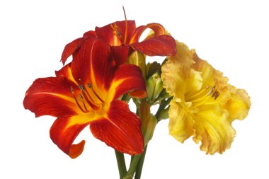 Beyaz arka planda izole kırmızı ve sarı günzambak çiçek çiçek bir buket.