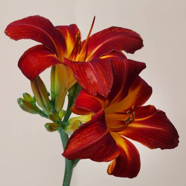 Daylily bej arka planda koyu kırmızı izole çiçekler.