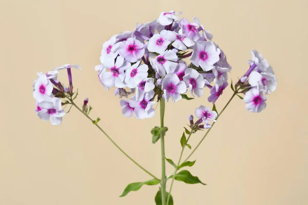 Květenství Záďové Phlox Jasným Středem Izolovaným Béžové Pozadí — Stock fotografie