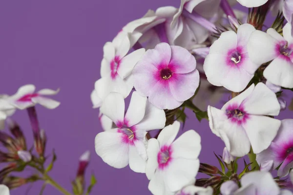 Delicate Phlox Flowers Bright Center Isolated Lilac Background Macro — Stock Photo, Image