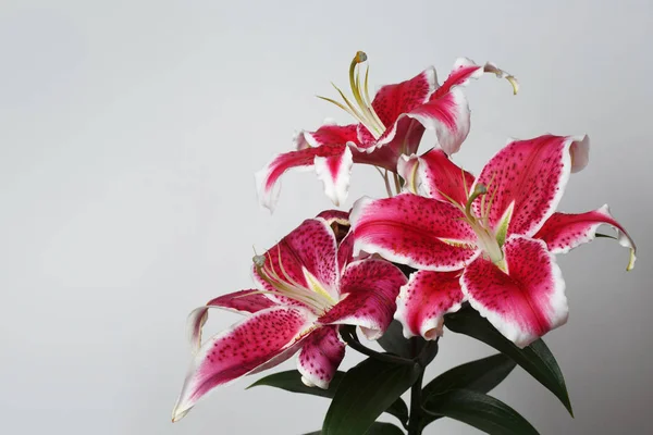 A branch of burgundy lilies isolated on a gray background.