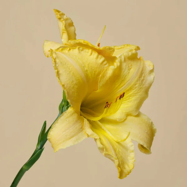 Yellow daylily flower on a beige background.