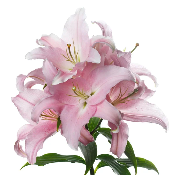 Beyaz arka planda izole narin pembe zambak çiçekleri ile şube.