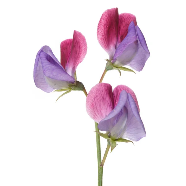 Fialová Růžovými Květy Sladký Hrách Izolovaný Bílém Pozadí — Stock fotografie