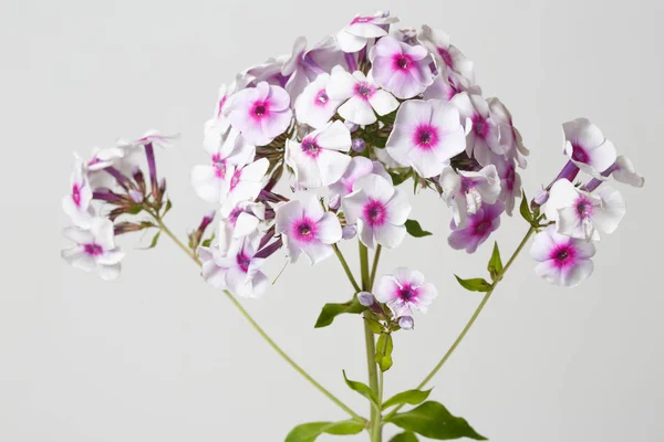 Květenství Záďového Phloxe Jasným Středem Izolovaným Šedém Pozadí — Stock fotografie