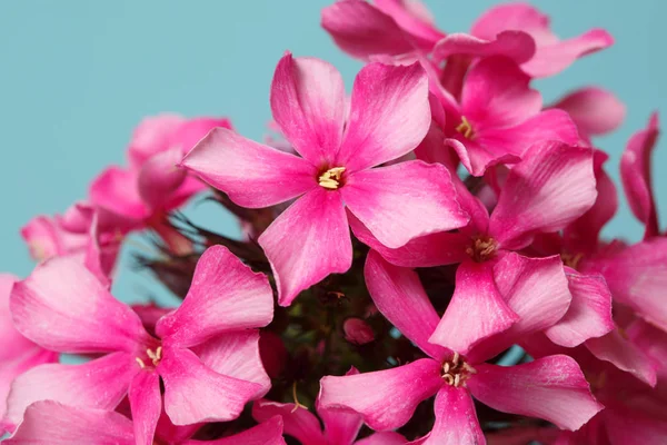 Fényes Virágos Háttérkép Rózsaszín Phlox Kék Háttér Közeli — Stock Fotó