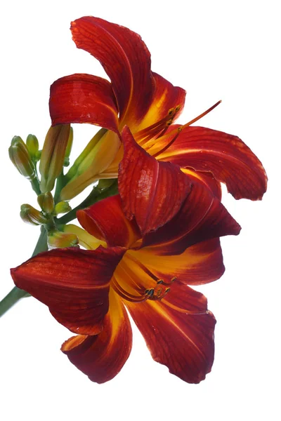 Цветки Daylily Темно Красные Изолированы Белом Фоне — стоковое фото