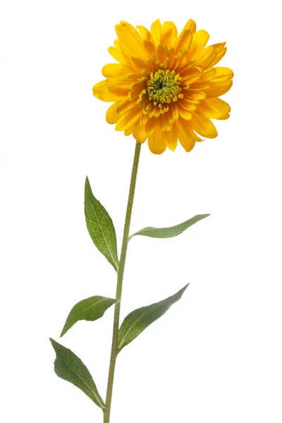 Fleur Rudbeckia Jaune Isolée Sur Fond Blanc — Photo