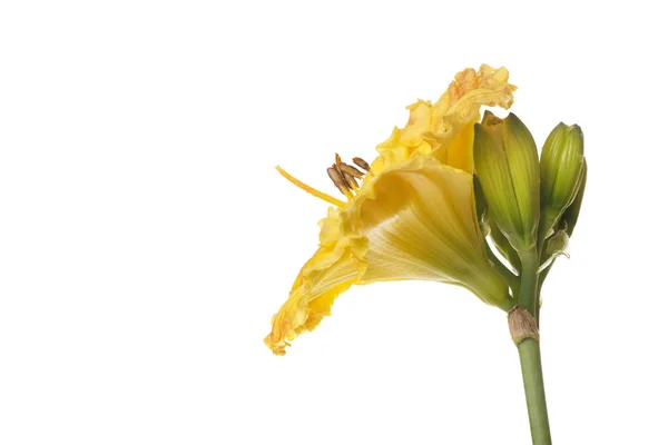 Bright Yellow Flowers Daylily Isolated White Background — 图库照片