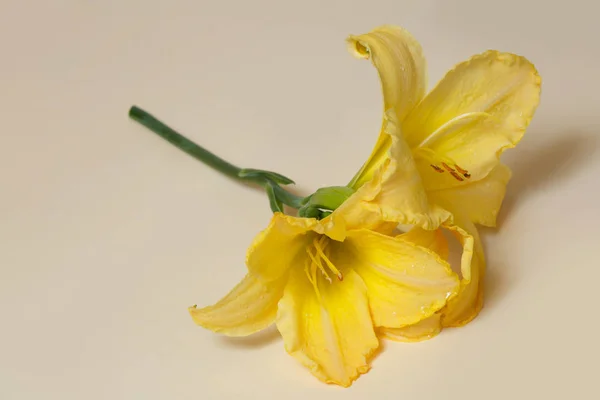ベージュの背景に黄色のカンゾウの花 — ストック写真