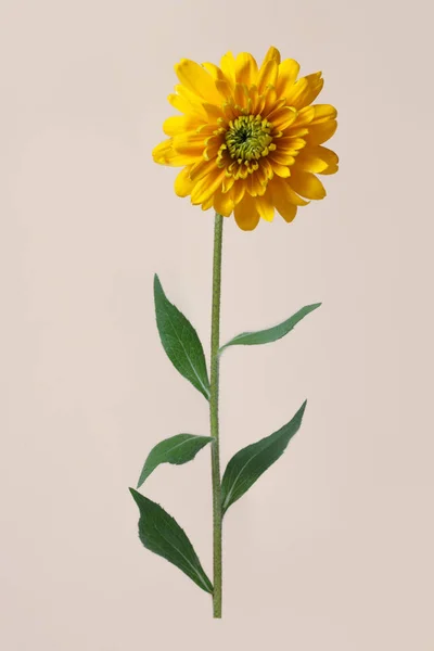Fleur Rudbeckia Éponge Jaune Isolée Sur Fond Beige — Photo