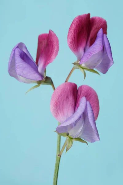 Violet with pink flowers fragrant peas isolated on a blue background.