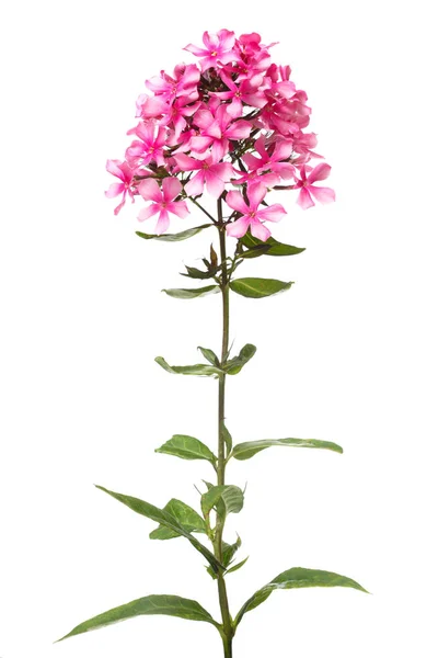 stock image Beautiful pink phlox isolated on white background.