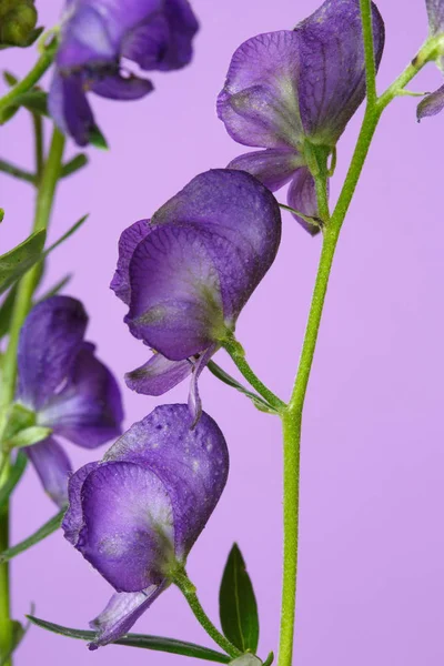 Květinové Tapety Květů Akonitu Izolovaná Světle Fialových Pozadí Makro — Stock fotografie