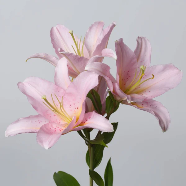 Gently pink lilies isolated on gray background.